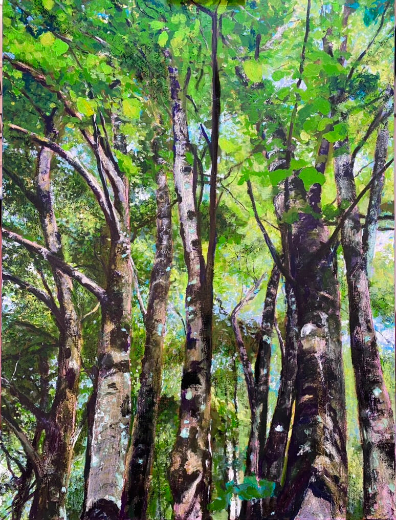 Look Up! - Silver birch trees