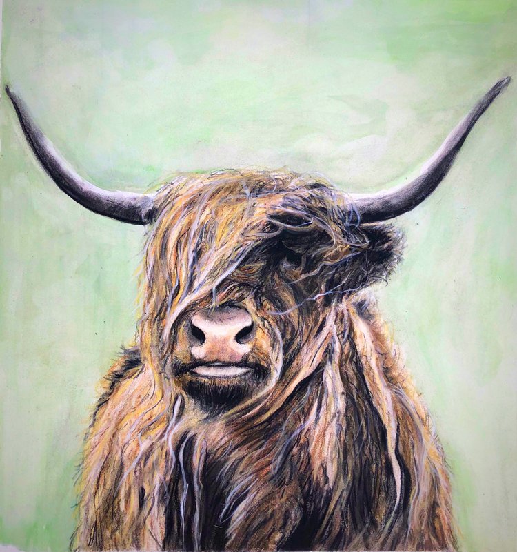 Highland Cow