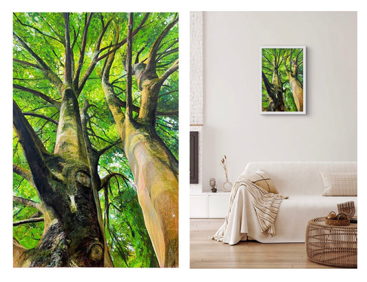 Look up - Beech Trees