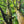 Look up - Beech Trees