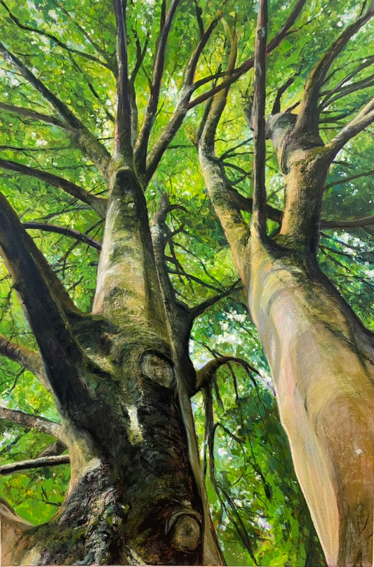 Look Up - Beech Trees
