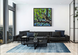 Look Up - Birch Tree