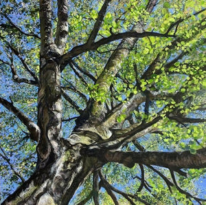 Look Up - Birch Tree