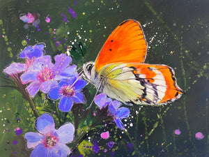 Orange Tip Butterfly - Original is: 40cm x 30cm Mixed medium on fabriano paper