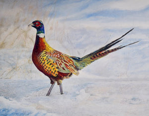 Pheasant