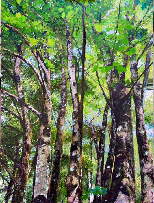 Look Up! - Silver birch trees