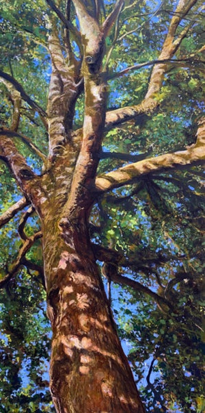 Look Up - London Plane Tree