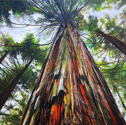 Look Up! - Redwood