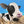 Happy Calf