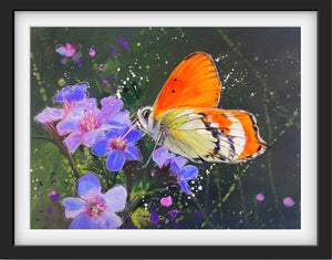 Orange Tip Butterfly - Original is: 40cm x 30cm Mixed medium on fabriano paper