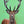 Stag - Original, 30cm x 40cm Acrylic and soft pastel on fabriano paper