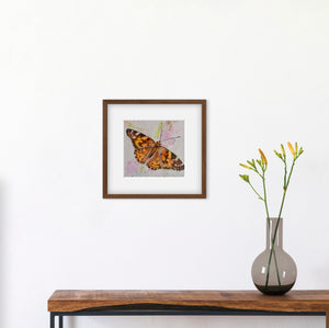 Painted Lady