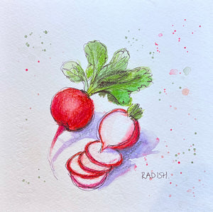 Radish - 20cm x 20cm limited edition print - watercolour, coloured pencil and fineliner