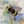 Bumble bee