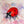 Ladybird