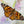 Painted Lady