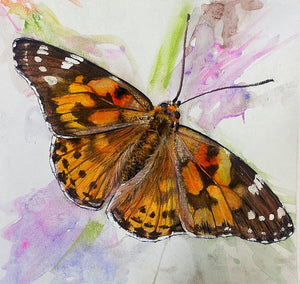 Painted Lady