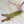 Grasshopper