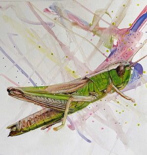 Grasshopper