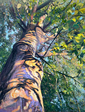 Look Up! - Giant Beech  - 100cm x 120cm, Acrylic, oil and oil pastel on canvas