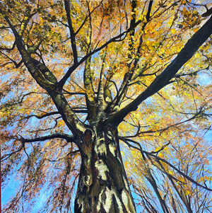 Look up! Autumn Birch - 100cm x 100cm Oil and oil pastel on canvas