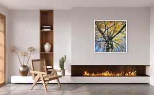 Look up! Autumn Birch - 100cm x 100cm Oil and oil pastel on canvas