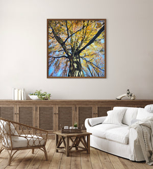 Look up! Autumn Birch - 100cm x 100cm Oil and oil pastel on canvas