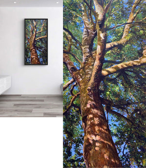 Look Up - London Plane Tree